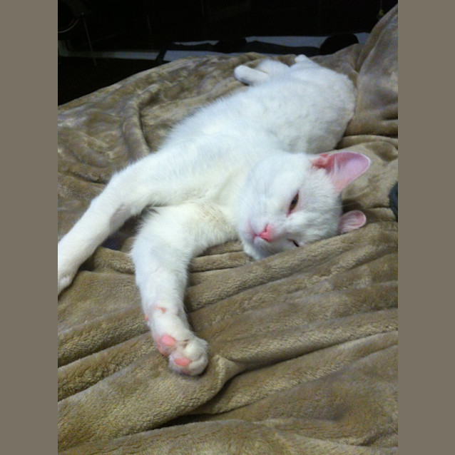 Photo of Claude