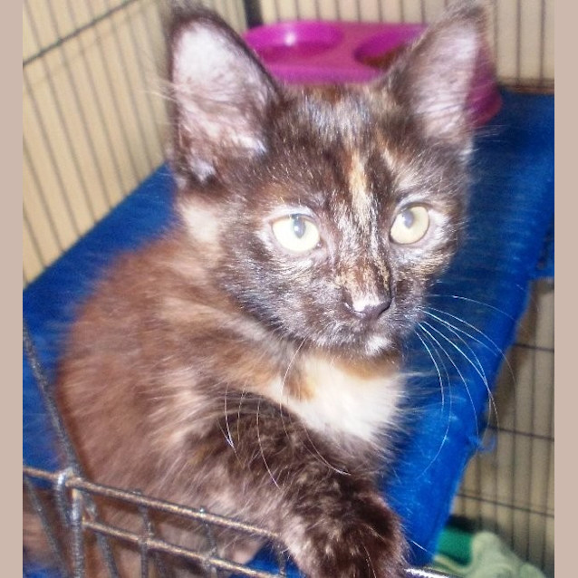 Photo of Coco