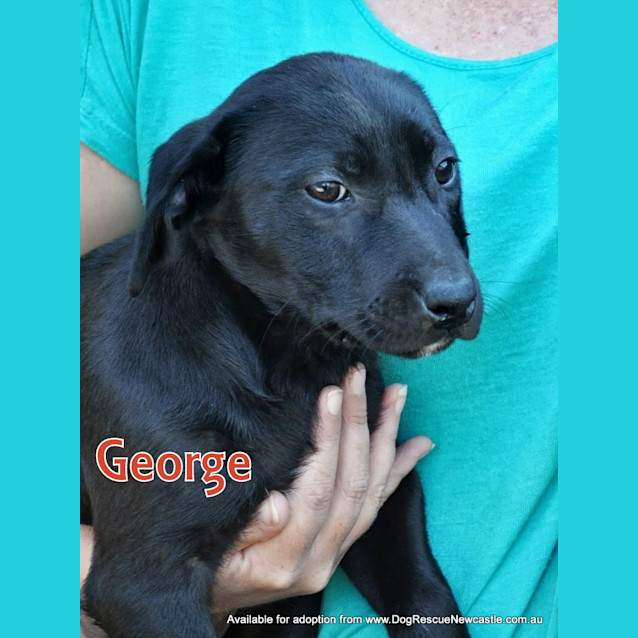 Photo of George (On Trial 7/7/13)