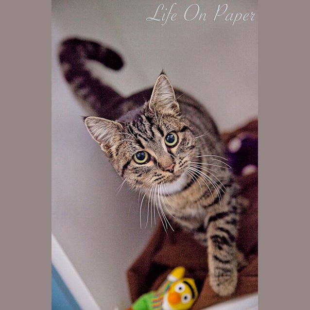 Photo of Tink