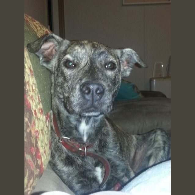 Photo of Berkley  (Reduced Adoption Fee)