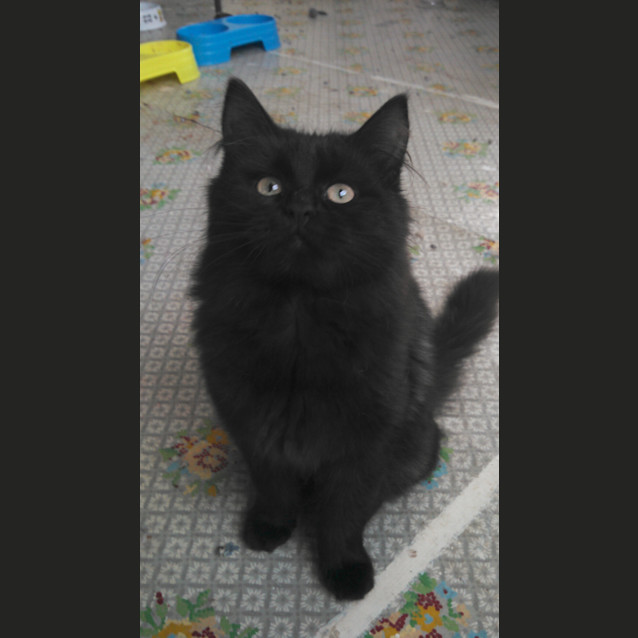 Photo of Willow