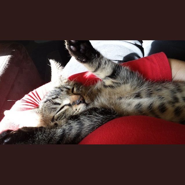 Photo of George & Lucas *Dual Adoption