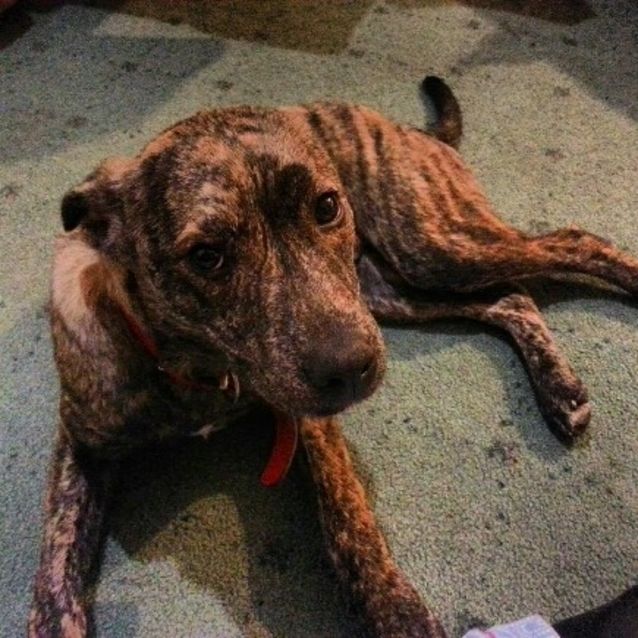 Photo of Berkley  (Reduced Adoption Fee)