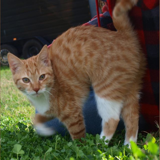 Photo of Olive And Humphrey (Kittens)