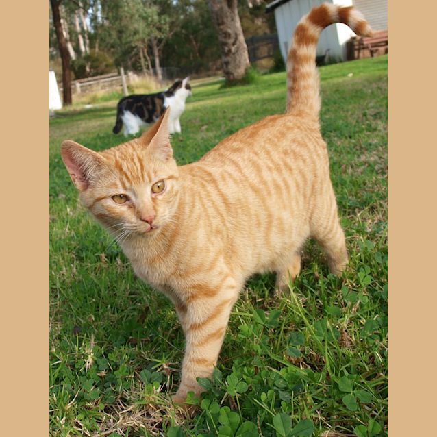 Photo of Curtis (Kitten)