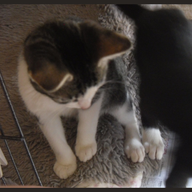 Photo of Little Timmy