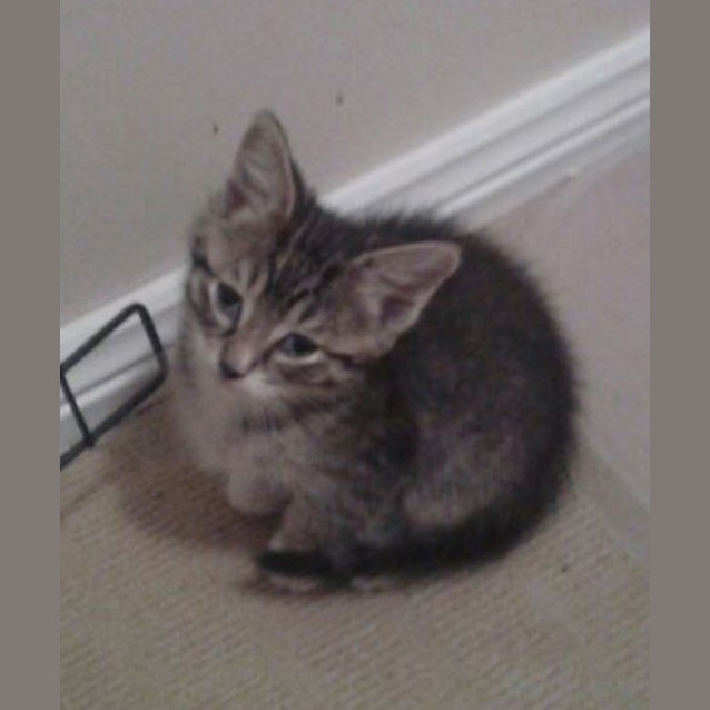Photo of Tiger
