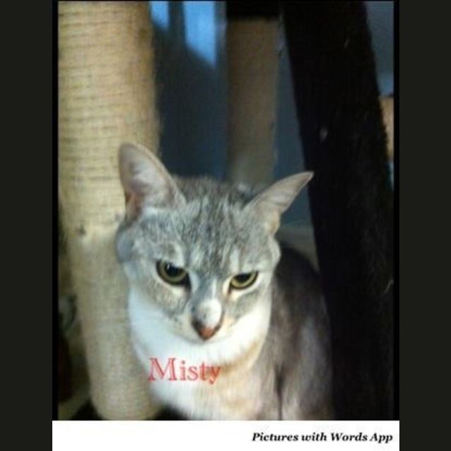 Photo of "Misty"   Purrfect Match