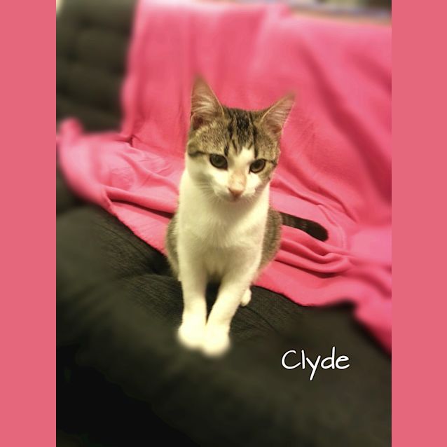 Photo of Clyde