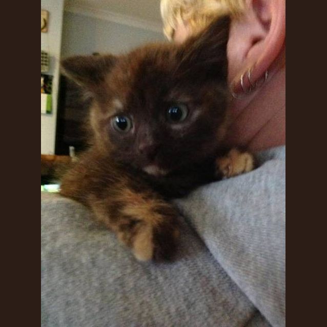 Photo of Cadbury
