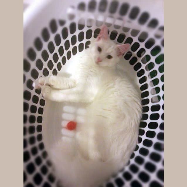 Photo of Hansel