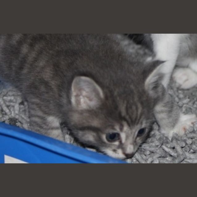 Photo of Roxy