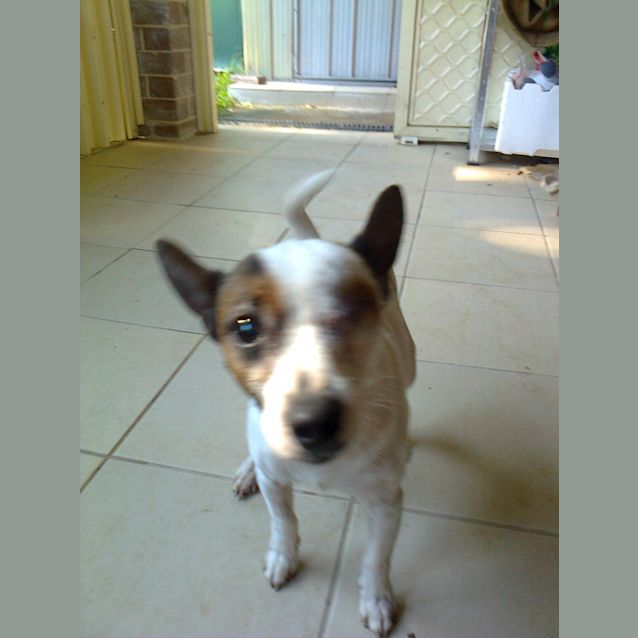 Photo of Banjo