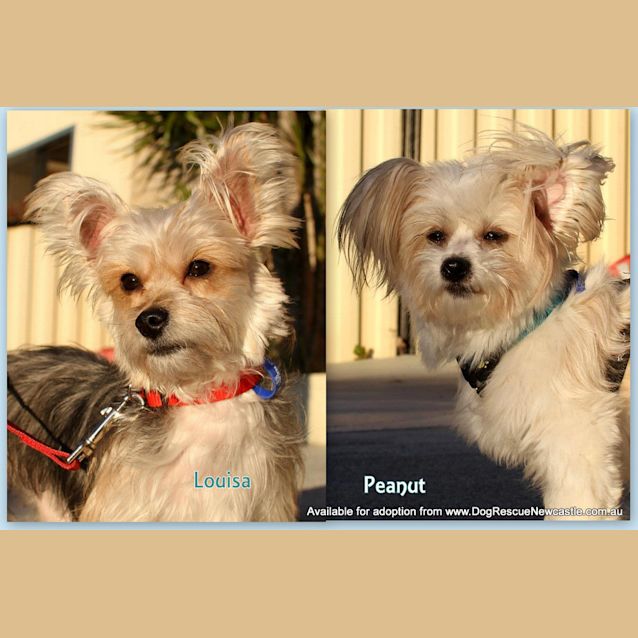 Photo of Peanut And Louisa (Louisa On Trial 2/7/13)
