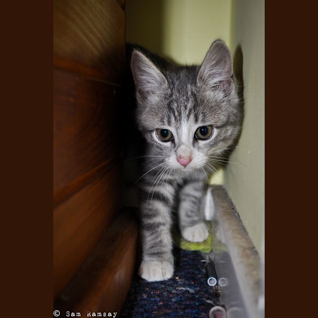 Photo of Razzle