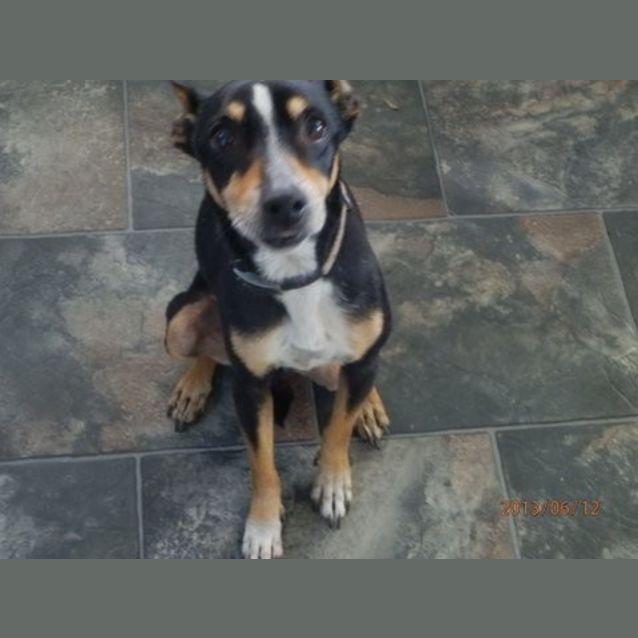 Photo of Bandit On Trial In His New Home