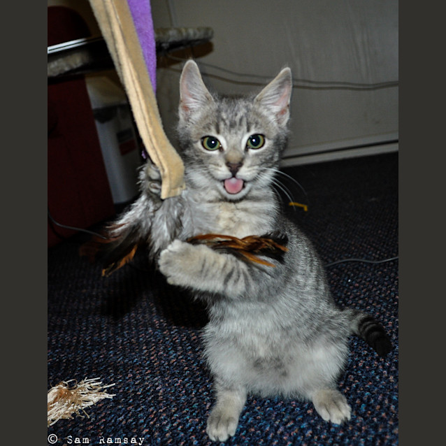 Photo of Dazzle