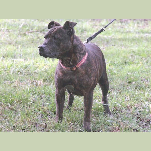 Photo of Sadie