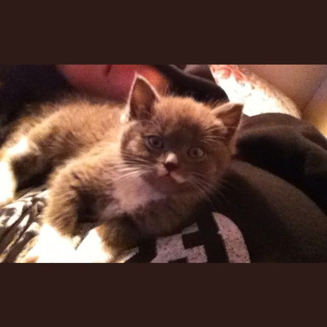 Photo of Clover
