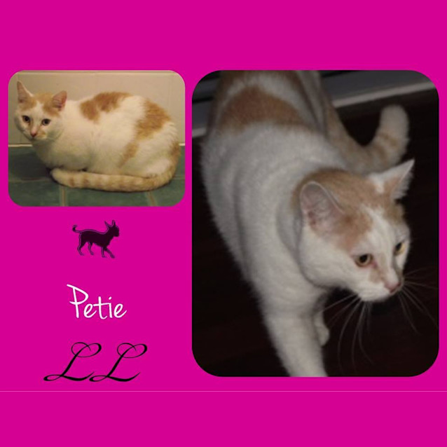 Photo of Petie