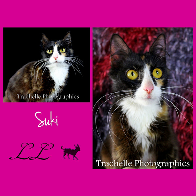 Photo of Suki