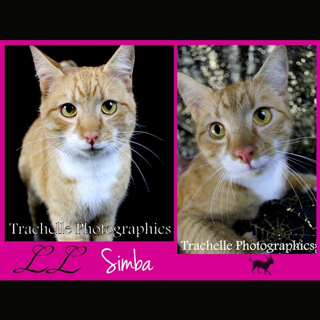 Photo of Simba