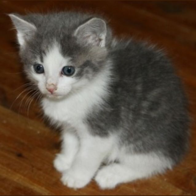 Photo of Boo