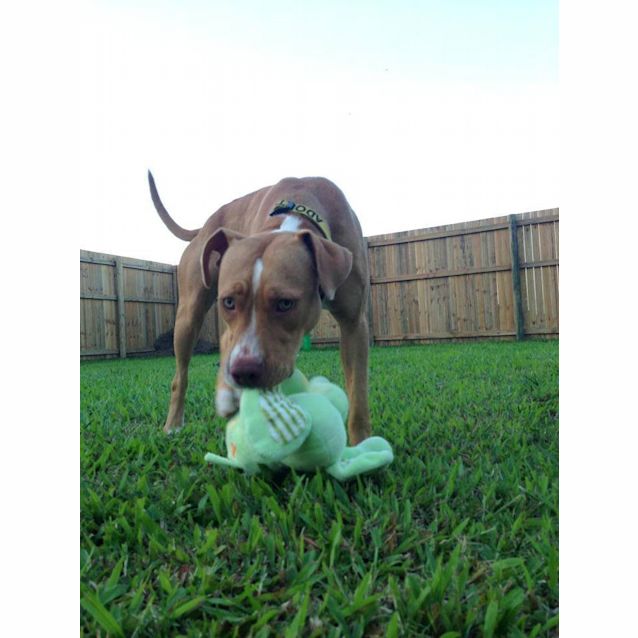 Photo of Pumpkin