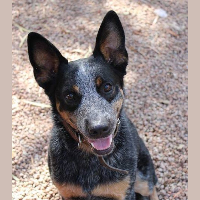 Photo of Koda