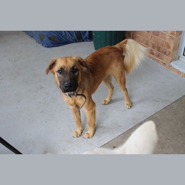 Photo of Buster