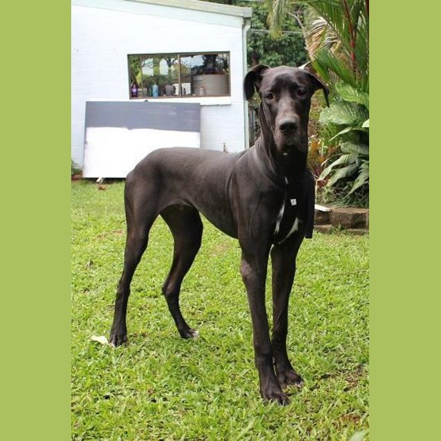Photo of Duke
