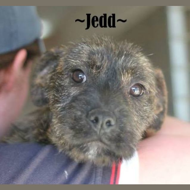 Photo of Jedd Adoption Pending