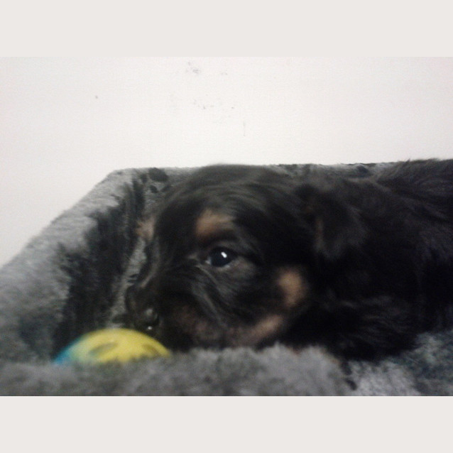Photo of Ebony