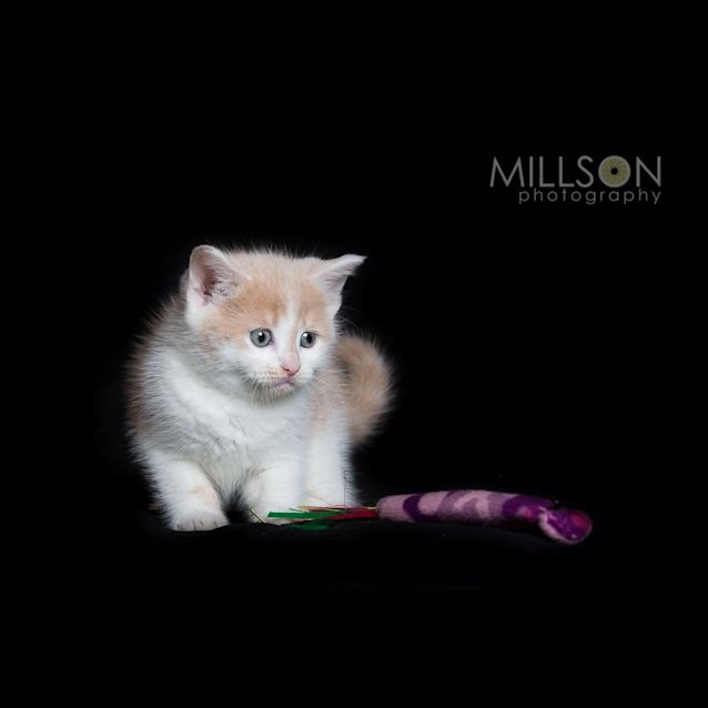 Photo of Millie