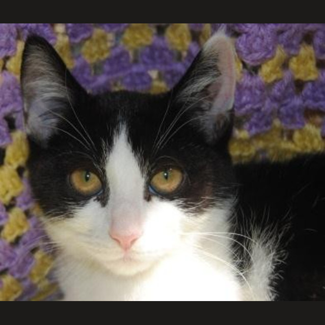 Photo of Callie
