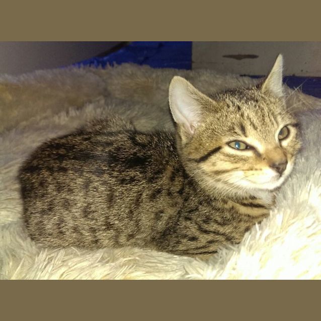 Photo of Oscar
