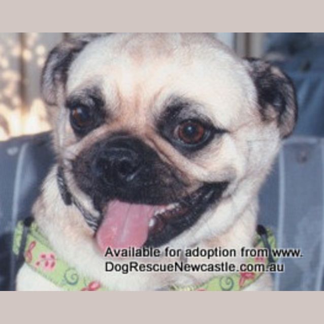 Photo of Pugly (On Trial 21/6/13)