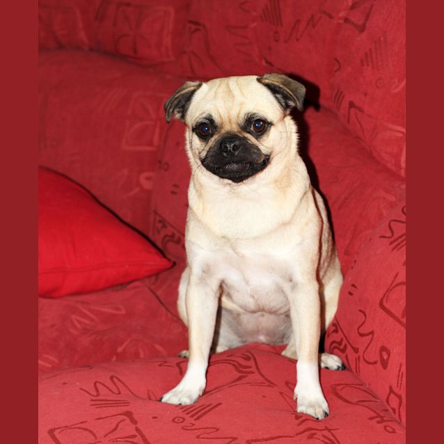 Photo of Pugly (On Trial 21/6/13)