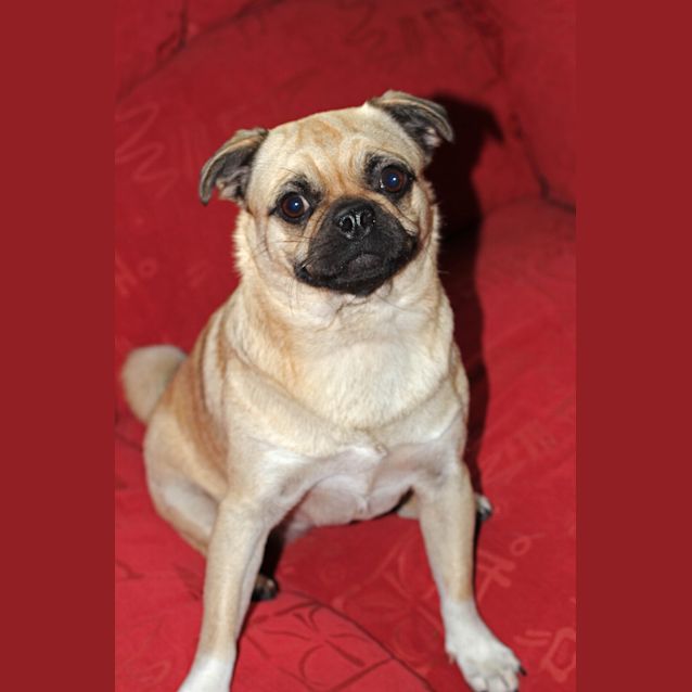 Photo of Pugly (On Trial 21/6/13)