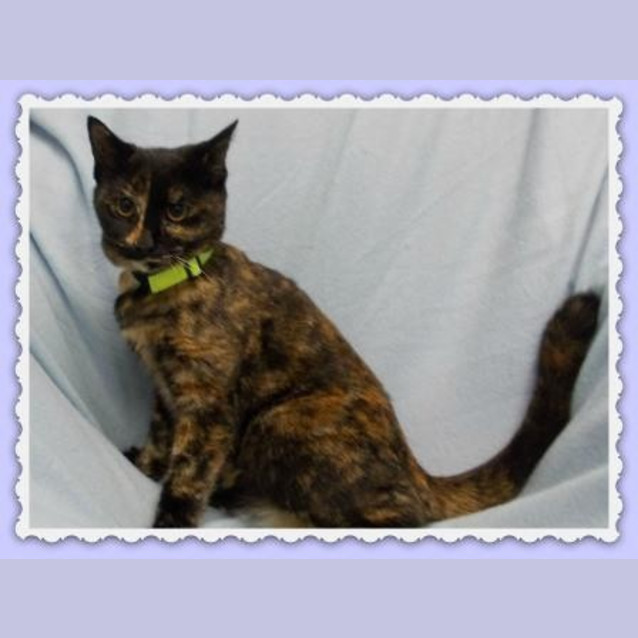 Photo of Sadie
