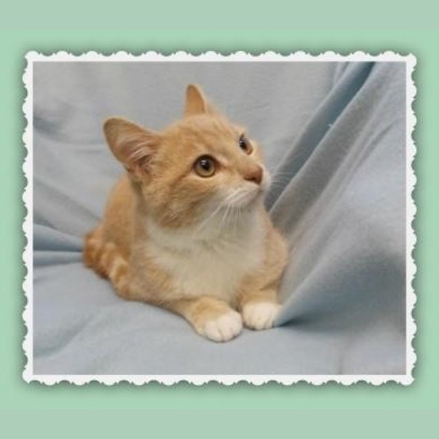 Photo of Sir Puss Puss