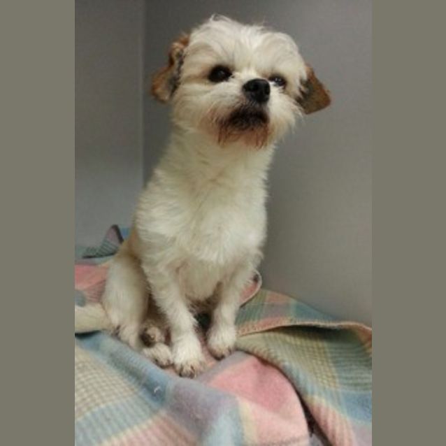 Photo of Ruff *The One Eyed Cutie*