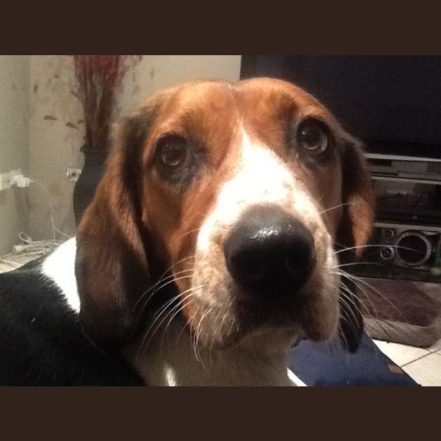 Photo of Scampy