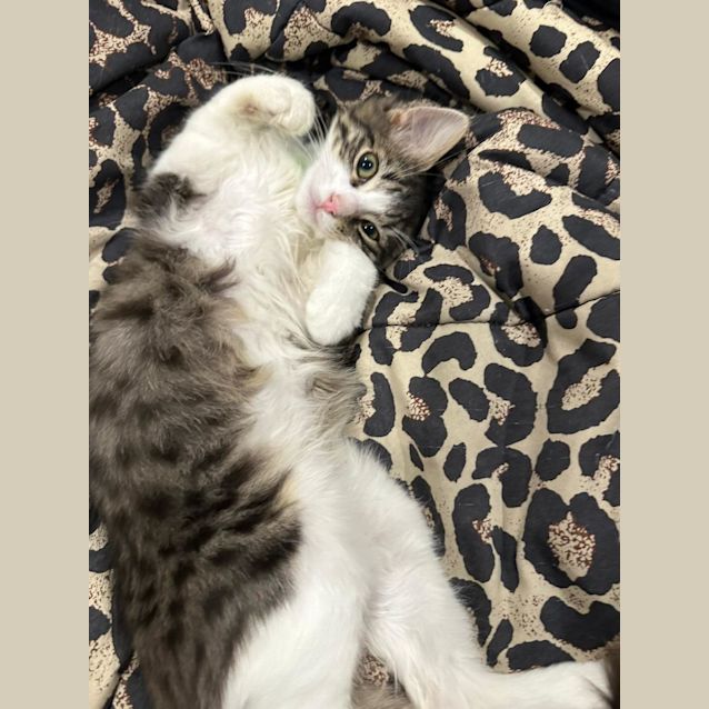 Photo of Hugo