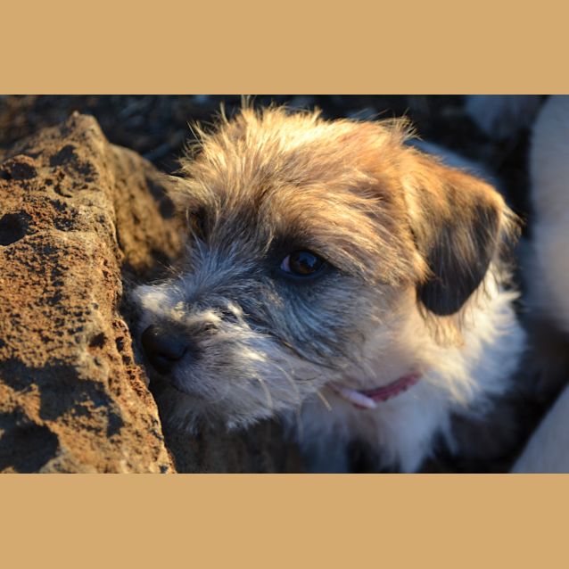 Photo of Brandy *On Trial In Her New Home*