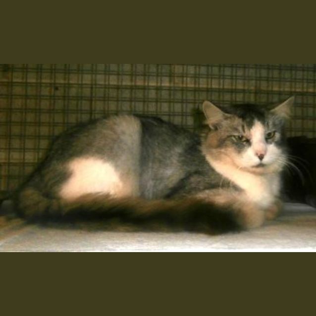 Photo of Felix