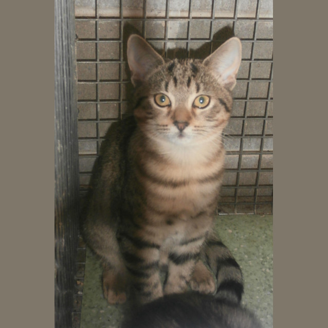 Photo of Honey