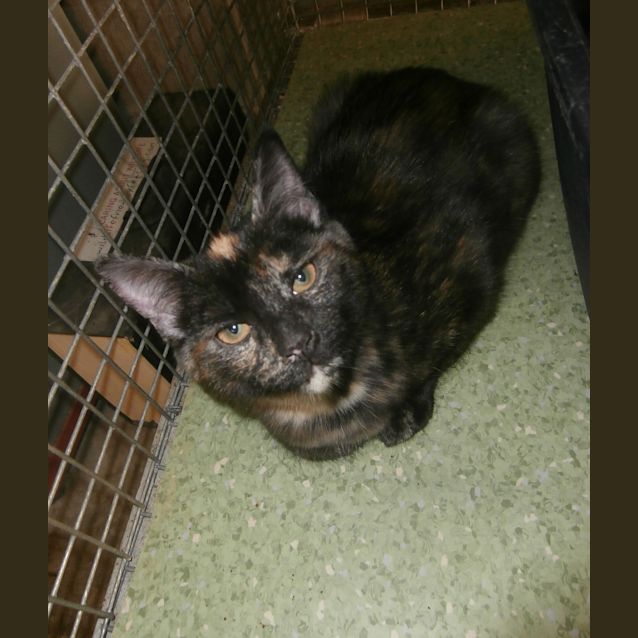 Photo of Petal