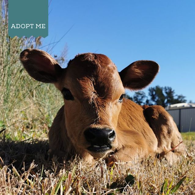 Photo of Amaro And Appletini